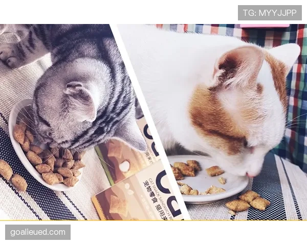 掌敏洁家的猫喝依云，她本人赛前啃压缩饼干？